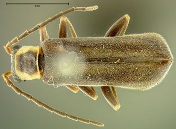 Media type: image;   Entomology 24182 Aspect: habitus dorsal view